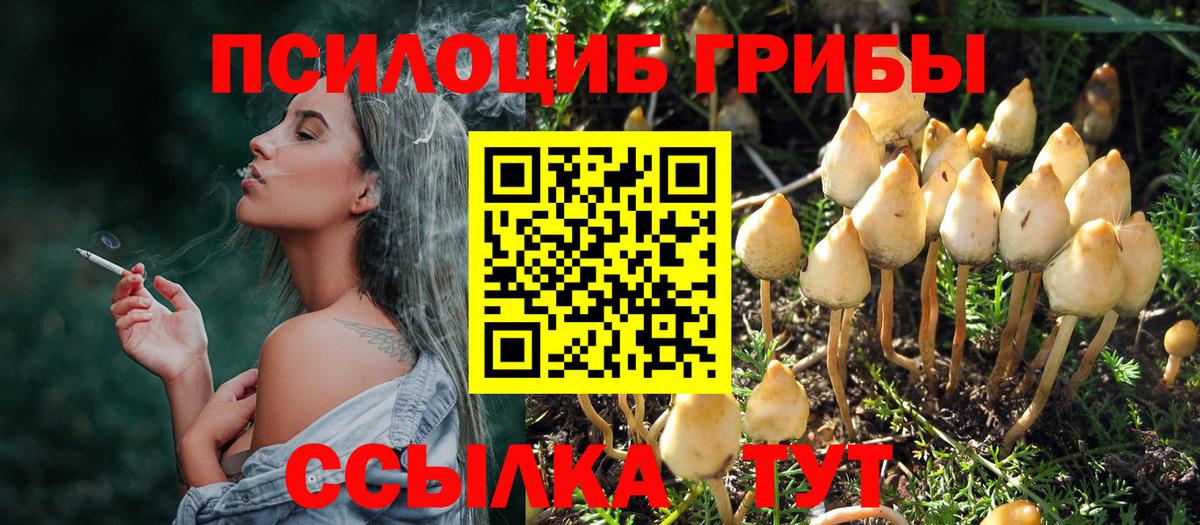 Галлюциногенные грибы Psilocybe Новоалександровск